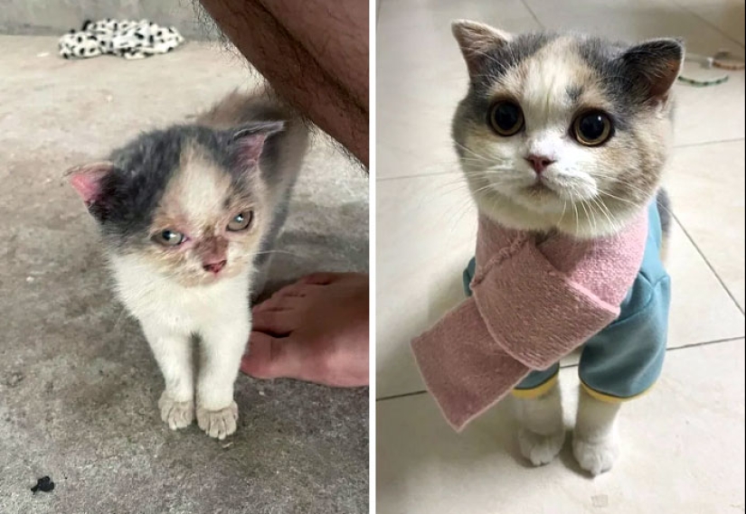 11 Cats Who Got A Second Chance At Life And Their Amazing Transformations