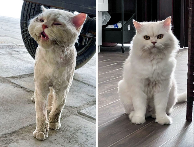 11 Cats Who Got A Second Chance At Life And Their Amazing Transformations