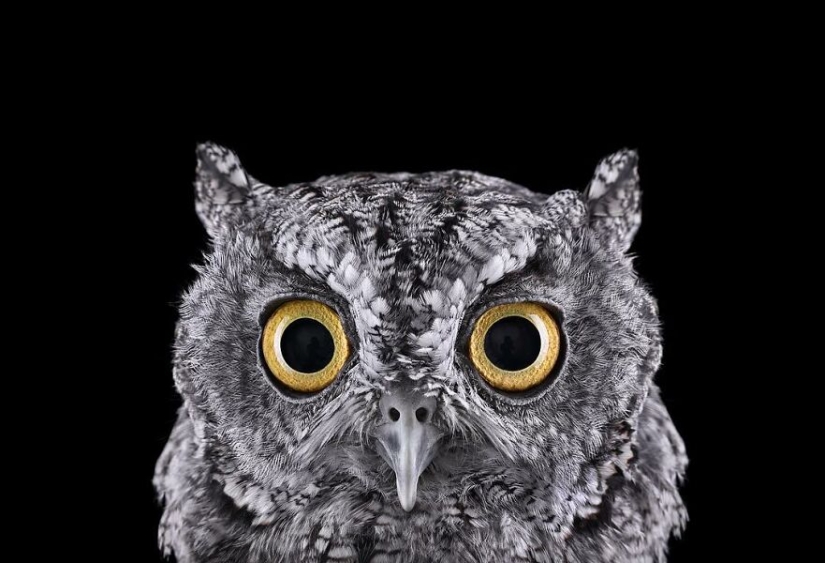 11 cautivadores retratos de estudio de animales salvajes capturados por Brad Wilson 11 cautivadores retratos de estudio de animales salvajes capturados por Brad Wilson