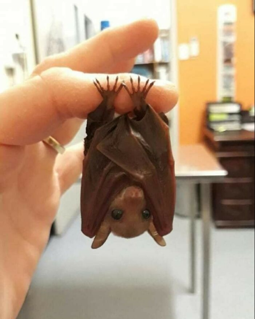 11 fotografías de animales saludables e inusuales para brindarte una terapia animal seria 11 fotografías de animales saludables e inusuales para brindarte una terapia animal seria