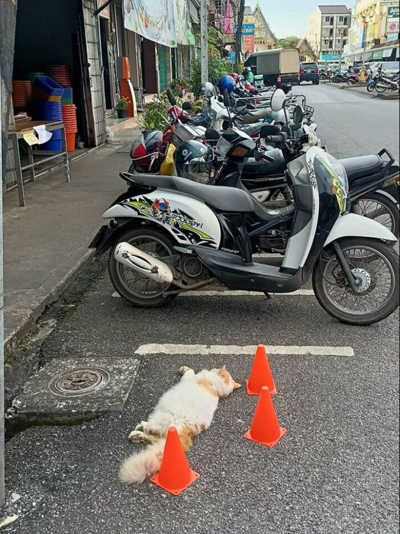 11 fotografías de animales saludables e inusuales para brindarte una terapia animal seria 11 fotografías de animales saludables e inusuales para brindarte una terapia animal seria