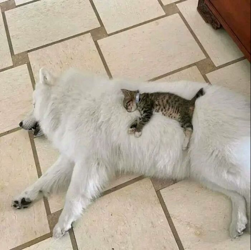 11 fotografías de animales saludables e inusuales para brindarte una terapia animal seria 11 fotografías de animales saludables e inusuales para brindarte una terapia animal seria