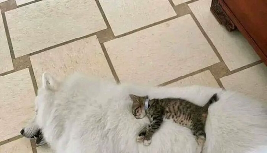 11 fotografías de animales saludables e inusuales para brindarte una terapia animal seria