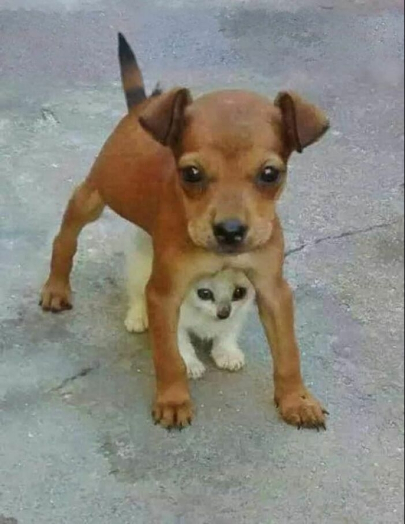 11 fotografías de animales saludables e inusuales para brindarte una terapia animal seria 11 fotografías de animales saludables e inusuales para brindarte una terapia animal seria