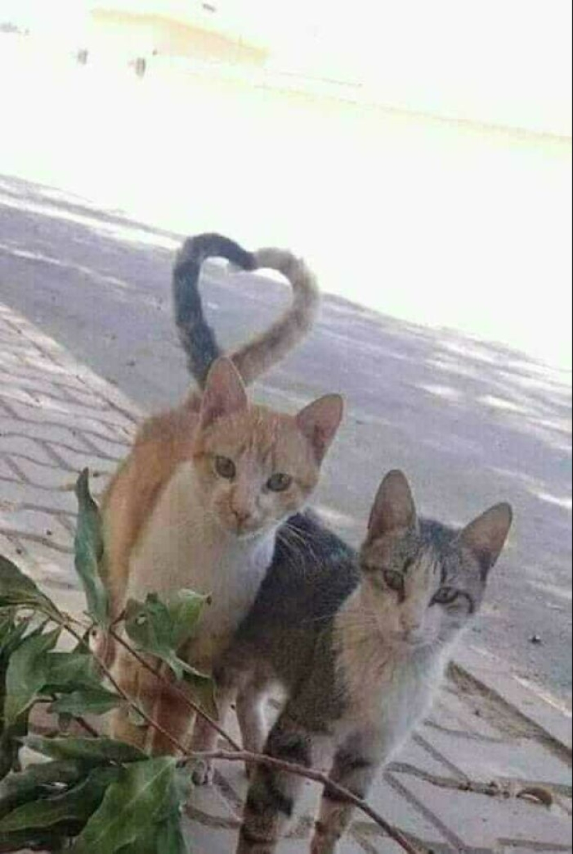 11 fotografías de animales saludables e inusuales para brindarte una terapia animal seria 11 fotografías de animales saludables e inusuales para brindarte una terapia animal seria