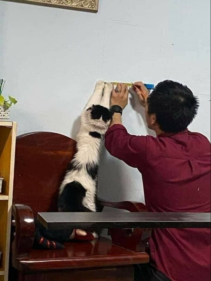 11 fotografías de animales saludables e inusuales para brindarte una terapia animal seria 11 fotografías de animales saludables e inusuales para brindarte una terapia animal seria