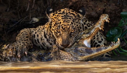 11 fotografías de vida salvaje que muestran el lado metálico, sereno y atrevido de la naturaleza