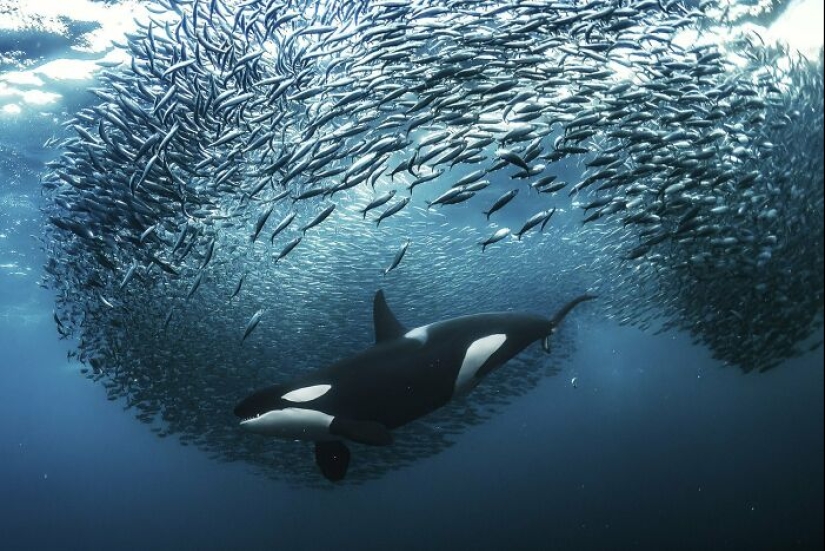 11 ganadores del mundo Nature Photography Awards 2024 11 ganadores del mundo Nature Photography Awards 2024