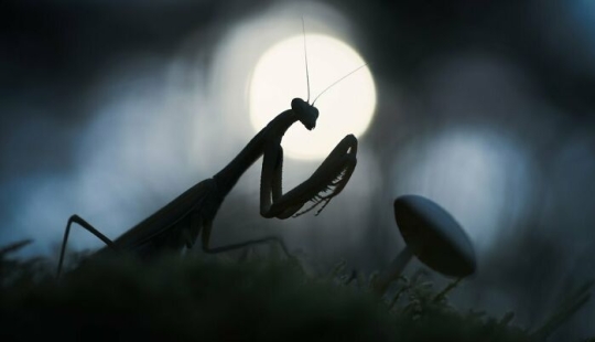 11 ganadores del mundo Nature Photography Awards 2024