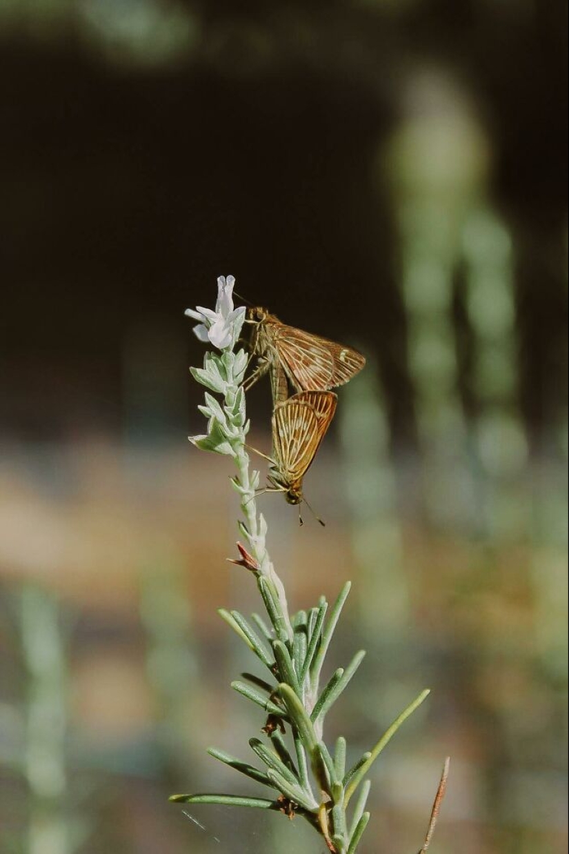 11 tesoros atemporales de los años 90 que la gente desearía que todavía existieran