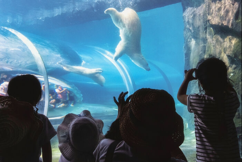 12 Captivating Animal Photos Of Polar Bears I Captured At The Zoo 12 Captivating Animal Photos Of Polar Bears I Captured At The Zoo