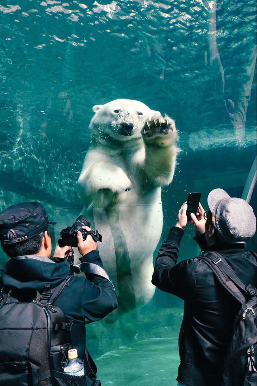 12 Captivating Animal Photos Of Polar Bears I Captured At The Zoo 12 Captivating Animal Photos Of Polar Bears I Captured At The Zoo