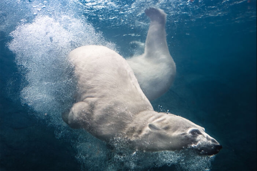 12 Captivating Animal Photos Of Polar Bears I Captured At The Zoo 12 Captivating Animal Photos Of Polar Bears I Captured At The Zoo