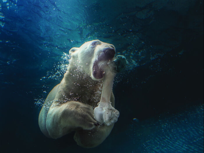 12 cautivadoras fotografías de animales de osos polares que capturé en el zoológico 12 cautivadoras fotografías de animales de osos polares que capturé en el zoológico