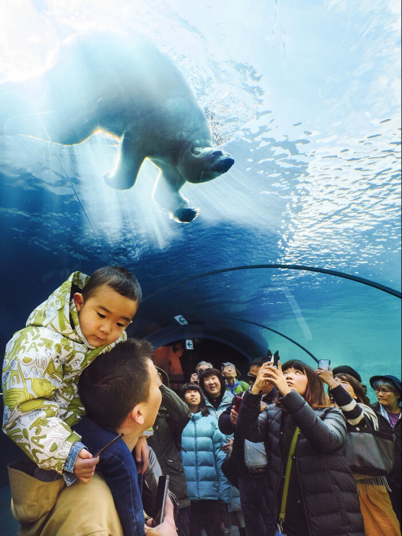 12 cautivadoras fotografías de animales de osos polares que capturé en el zoológico 12 cautivadoras fotografías de animales de osos polares que capturé en el zoológico