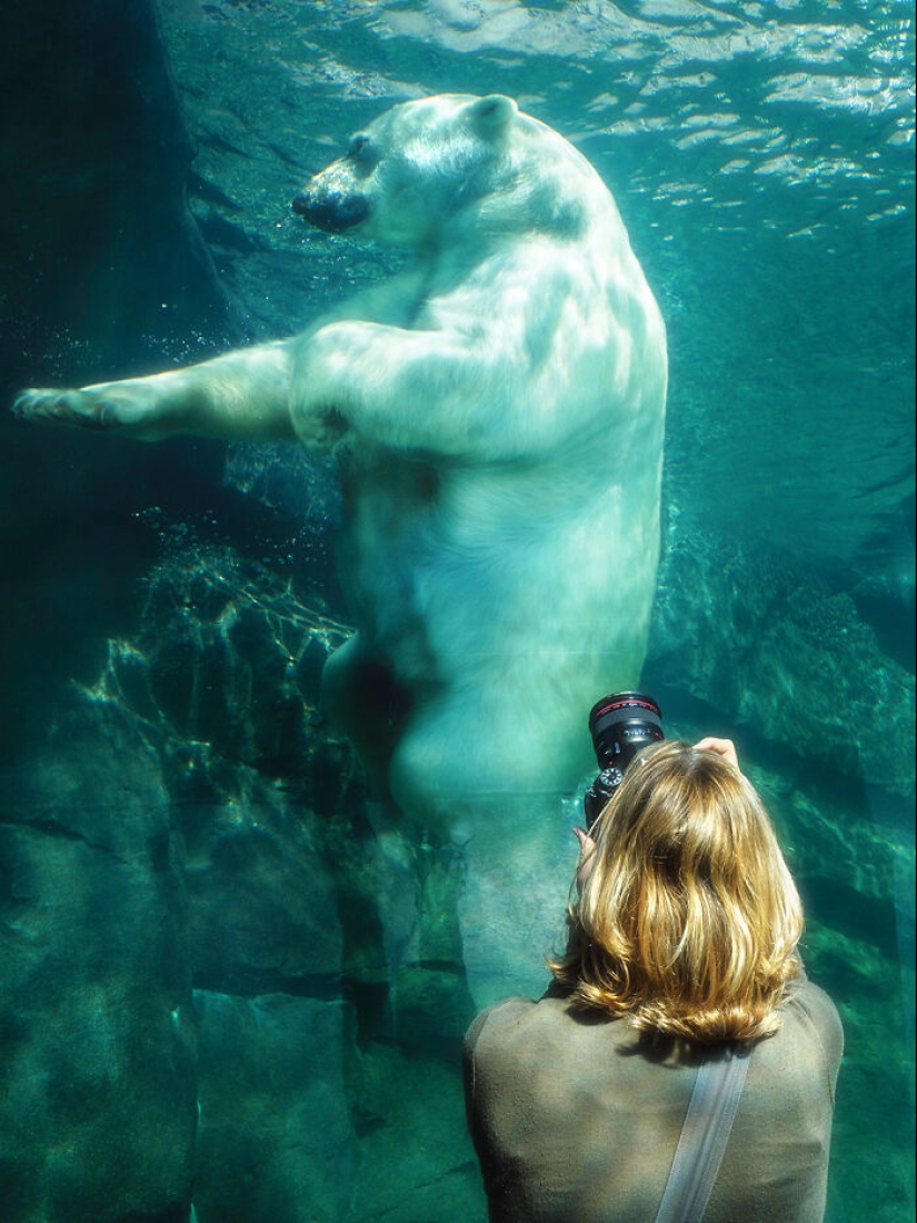 12 cautivadoras fotografías de animales de osos polares que capturé en el zoológico 12 cautivadoras fotografías de animales de osos polares que capturé en el zoológico