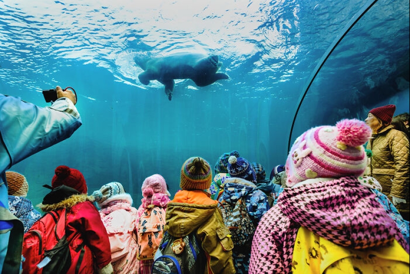 12 cautivadoras fotografías de animales de osos polares que capturé en el zoológico 12 cautivadoras fotografías de animales de osos polares que capturé en el zoológico