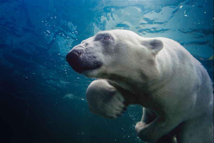 12 cautivadoras fotografías de animales de osos polares que capturé en el zoológico 12 cautivadoras fotografías de animales de osos polares que capturé en el zoológico