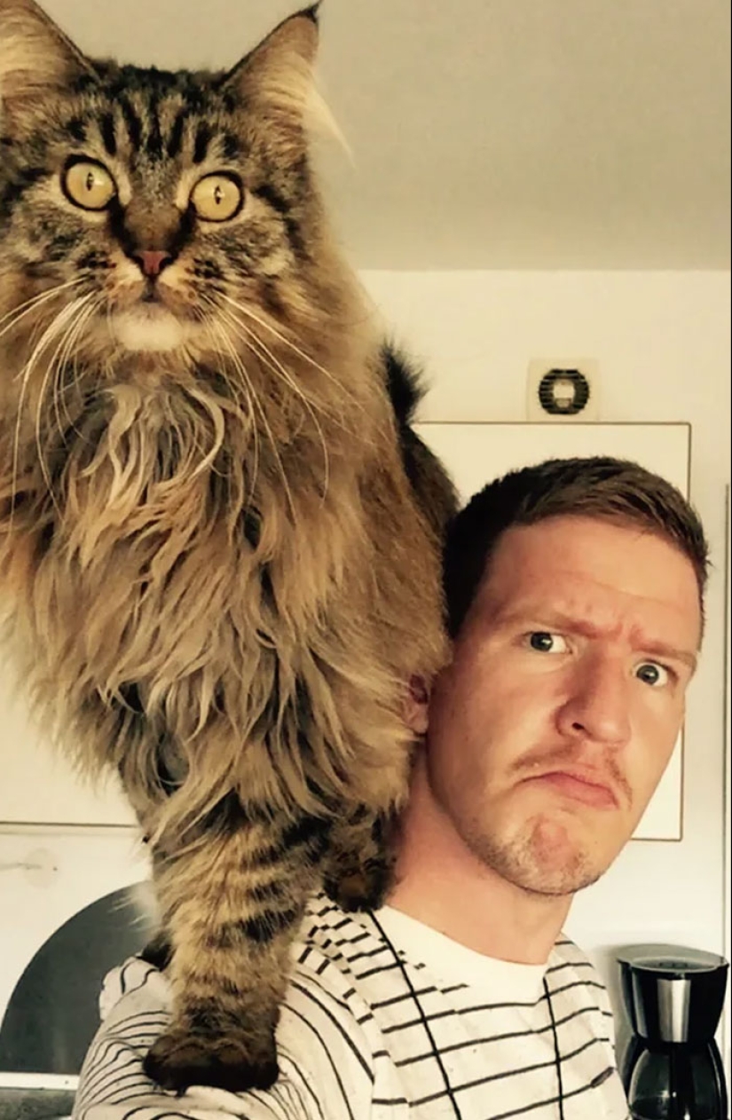 12 divertidas imágenes de gatos que harán reír a cualquier amante de las mascotas