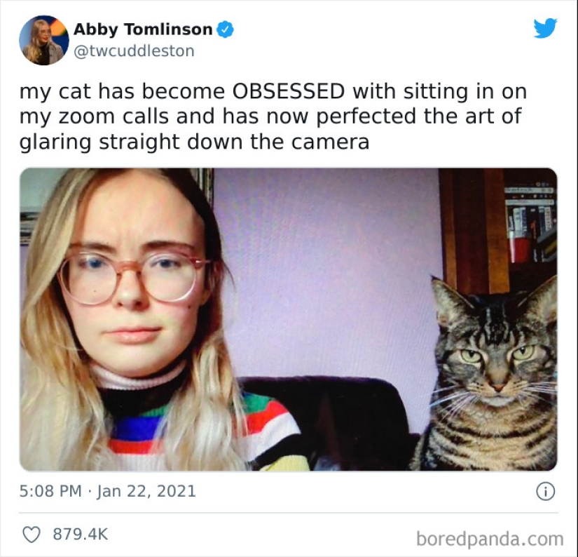 12 divertidas imágenes de gatos que harán reír a cualquier amante de las mascotas