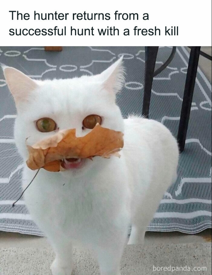 12 divertidas imágenes de gatos que harán reír a cualquier amante de las mascotas