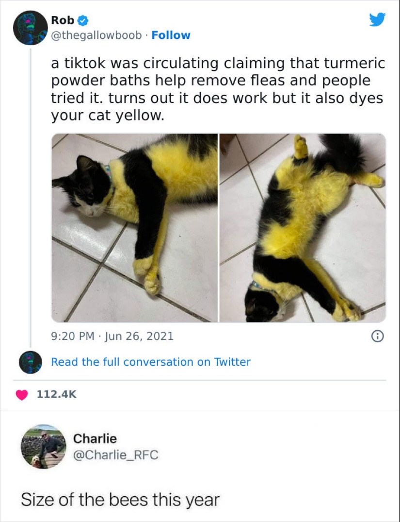 12 divertidas imágenes de gatos que harán reír a cualquier amante de las mascotas