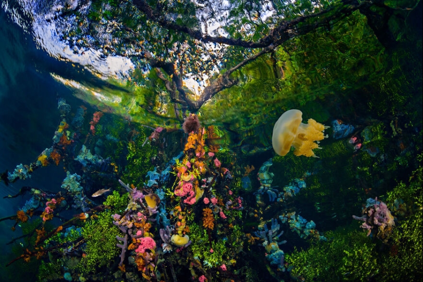 12 Eye-Opening Winning Images Of The 2024 Mangrove Photography Awards