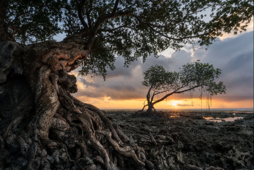 12 Eye-Opening Winning Images Of The 2024 Mangrove Photography Awards