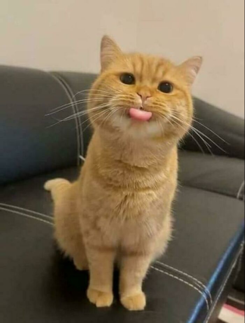 12 fotografías saludables de mascotas adoptadas que nunca más tendrán que estar solas