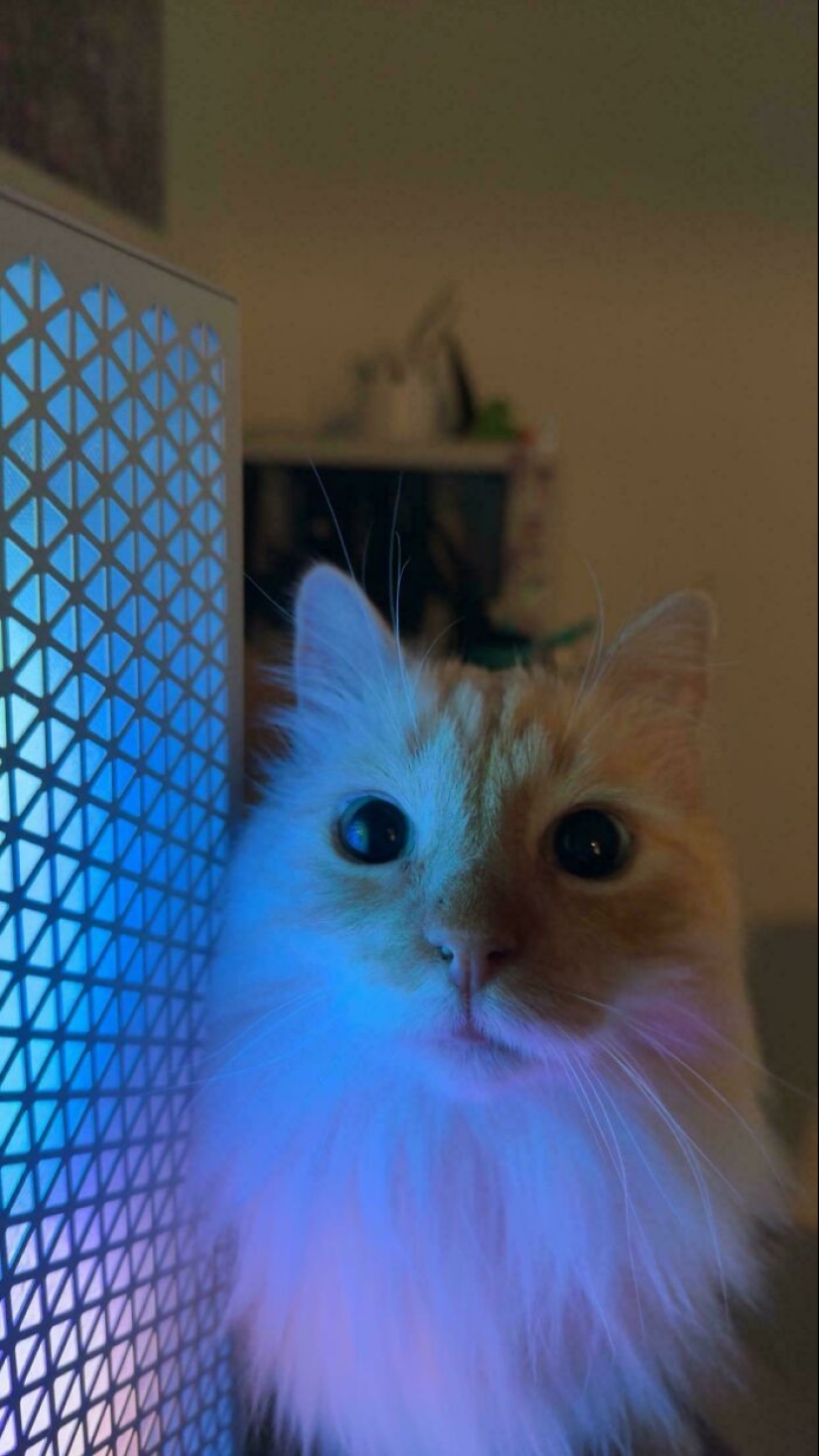 12 fotografías saludables de mascotas adoptadas que nunca más tendrán que estar solas