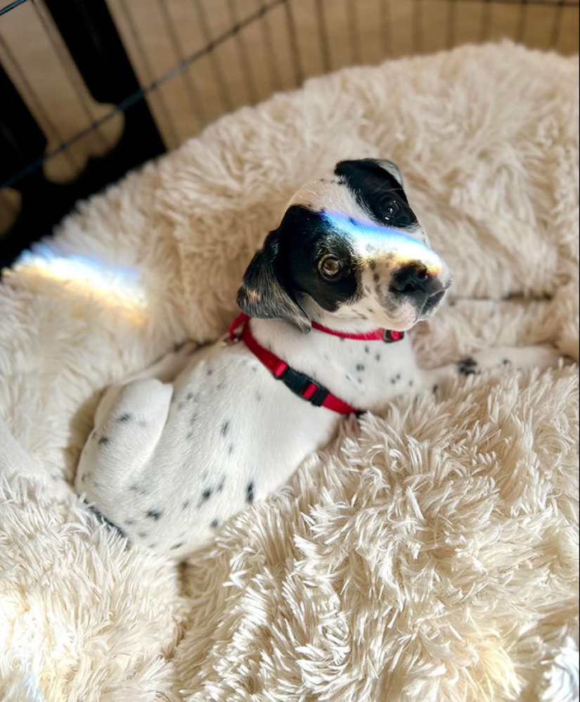 12 fotografías saludables de mascotas adoptadas que nunca más tendrán que estar solas