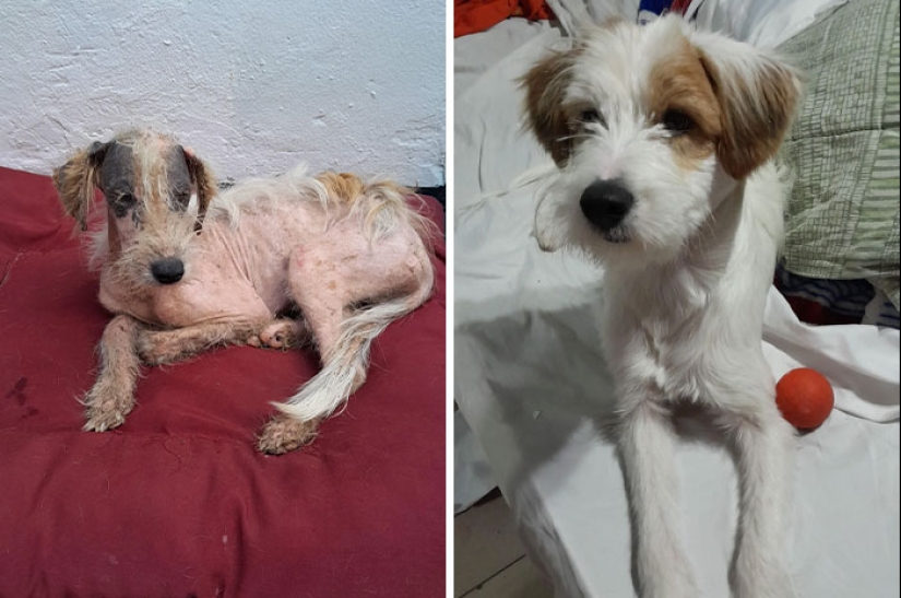 12 fotografías saludables de mascotas adoptadas que nunca más tendrán que estar solas