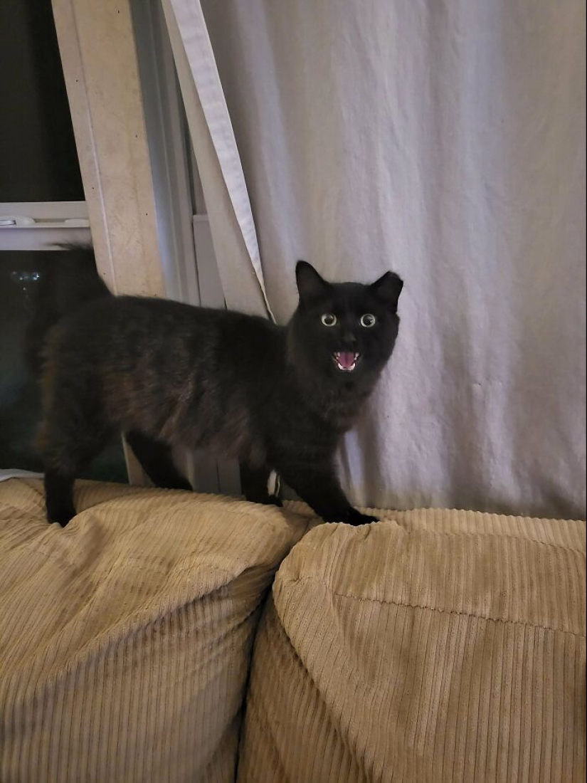 12 fotografías saludables de mascotas adoptadas que nunca más tendrán que estar solas