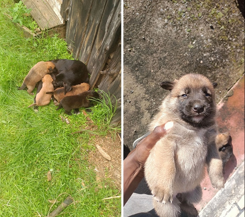 12 fotografías saludables de mascotas adoptadas que nunca más tendrán que estar solas