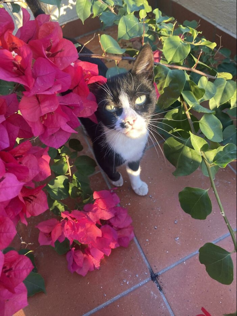 12 fotografías saludables de mascotas adoptadas que nunca más tendrán que estar solas