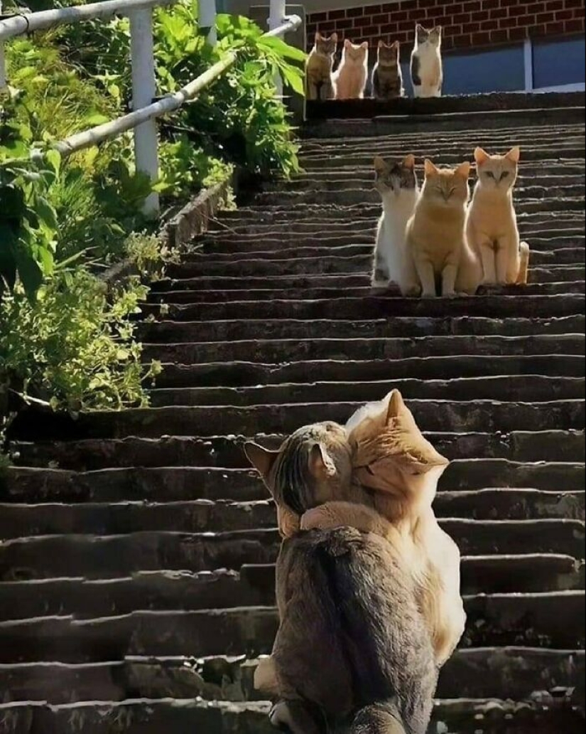 12 imágenes de mascotas siendo increíblemente tontas para hacerte reír