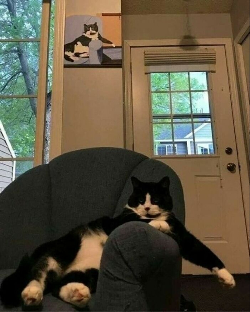 12 imágenes de mascotas siendo increíblemente tontas para hacerte reír