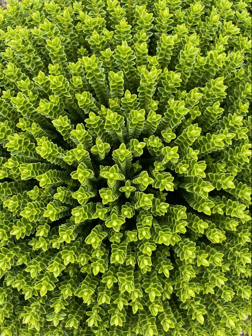 12 imágenes mentalmente relajantes de plantas extraordinarias