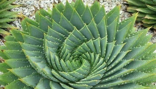 12 imágenes mentalmente relajantes de plantas extraordinarias 12 imágenes mentalmente relajantes de plantas extraordinarias