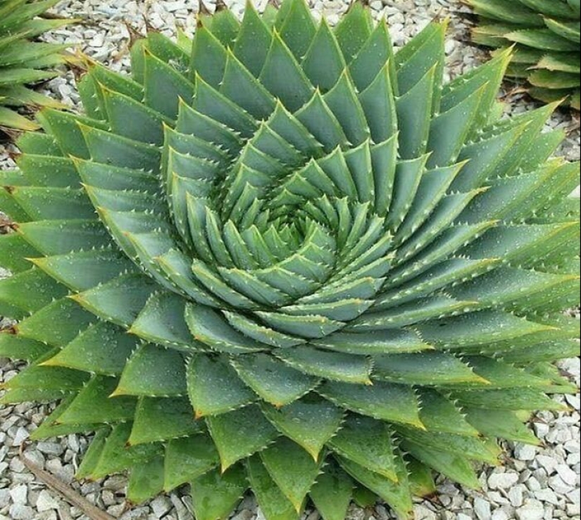 12 imágenes mentalmente relajantes de plantas extraordinarias