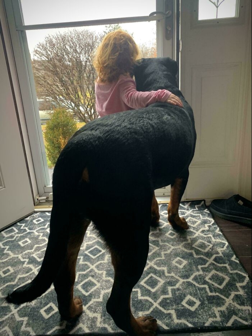 12 mascotas adoptadas que trajeron alegría a sus nuevos dueños y a todo Internet este mes 12 mascotas adoptadas que trajeron alegría a sus nuevos dueños y a todo Internet este mes