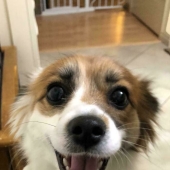 12 mascotas adoptadas que trajeron alegría a sus nuevos dueños y a todo Internet este mes