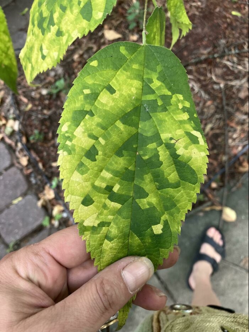 12 Mentally Soothing Images Of Extraordinary Plants