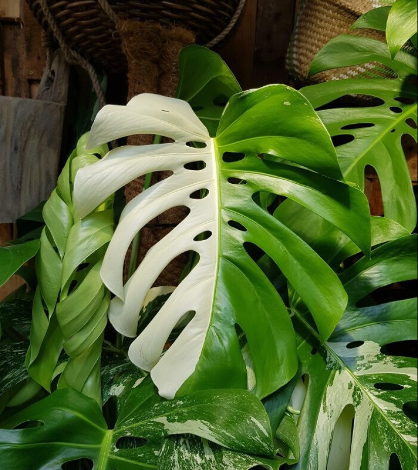 12 Mentally Soothing Images Of Extraordinary Plants