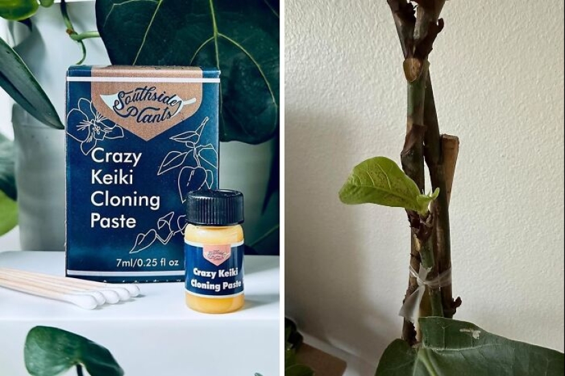 12 Must-Haves For Plant Parents Reaching For The Leafy Pinnacle