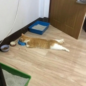 12 Pictures Of Pets Being Incredibly Silly To Make You Laugh