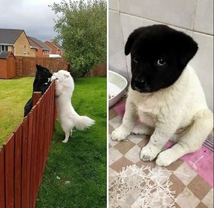 12 Pictures Of Pets Being Incredibly Silly To Make You Laugh