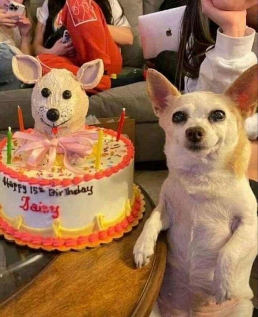 12 Pictures Of Pets Being Incredibly Silly To Make You Laugh