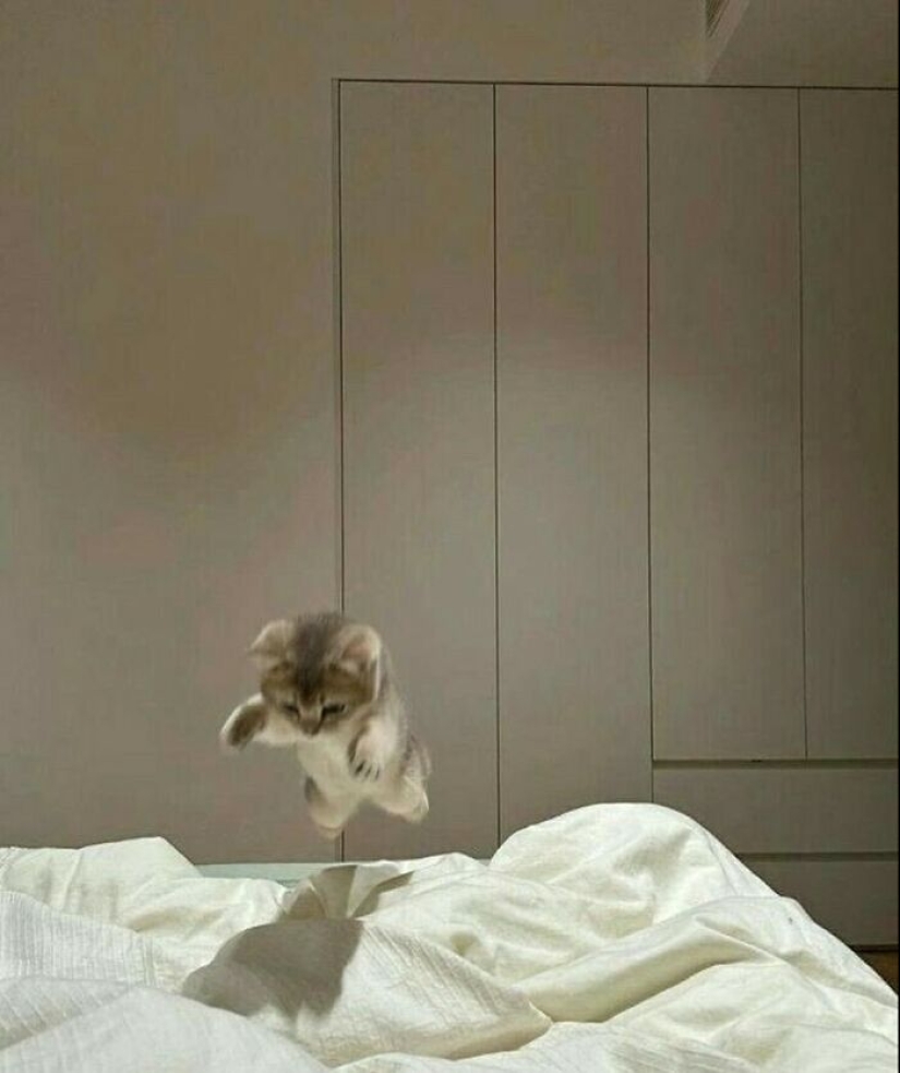 12 Pictures Of Pets Being Incredibly Silly To Make You Laugh