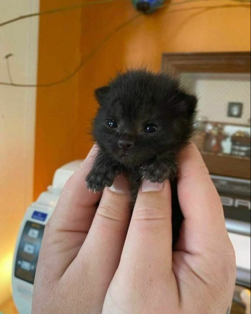 12 Pictures Of Pets Being Incredibly Silly To Make You Laugh